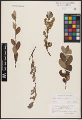 Foto von Salix aurita L. x Salix repens L.